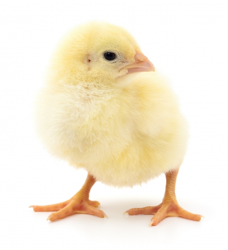 Cueillette 2 juin - Poulette à chair 1 jour