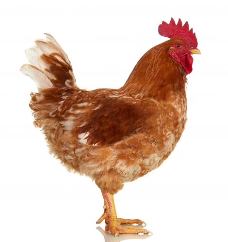 Cueillette 2 juin- Coq rouge 19 semaines