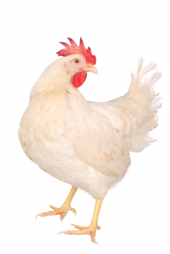 Cueillette 6mai - Poule blanche 19 semaines