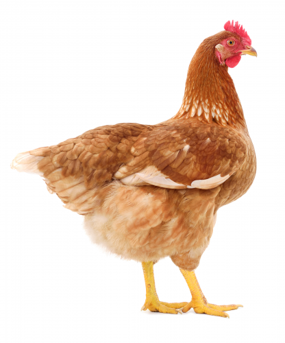 Cueillette 29 mai - Poule rouge 19 semaines